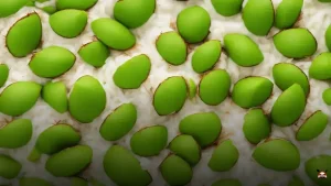 Cocada de Coco Verde: Receita Fácil e Deliciosa