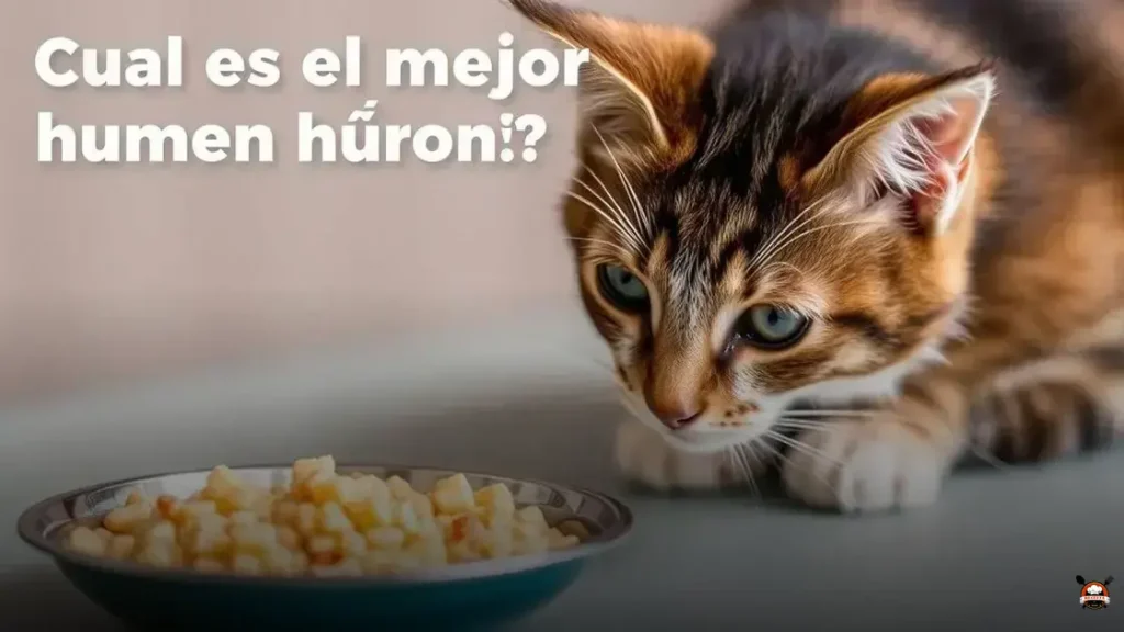 Cual es el mejor alimento húmedo gatos