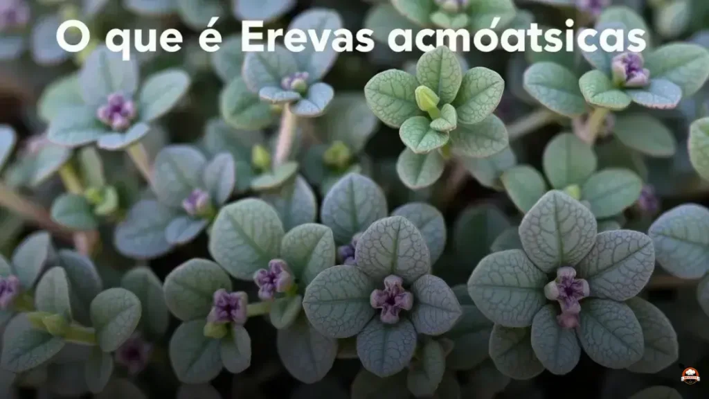 O que é Ervas aromáticas