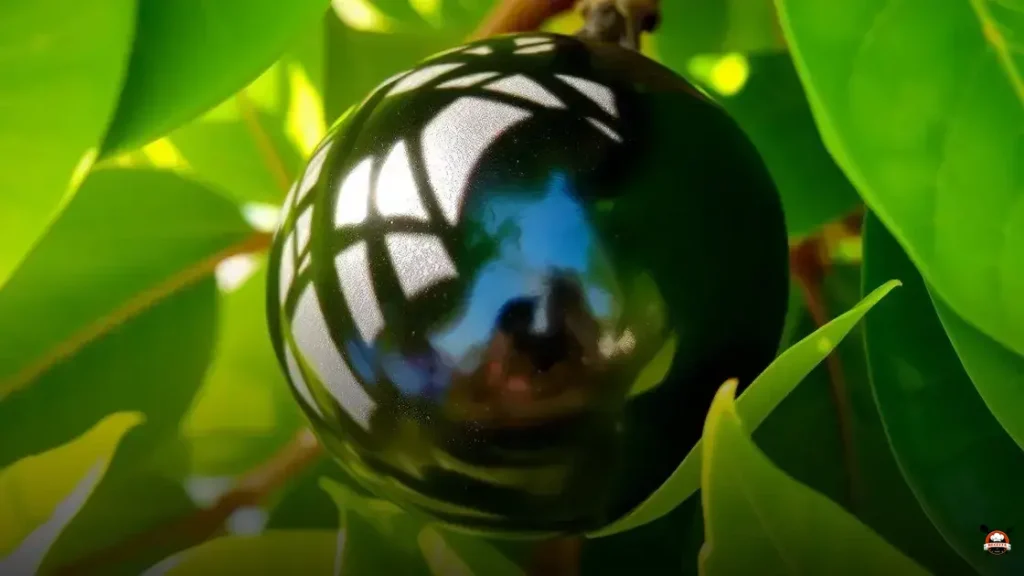Qual é a fruta preta