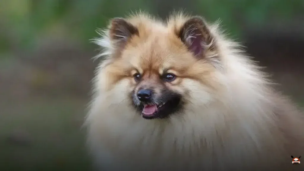 What fruit can the German spitz eat?
