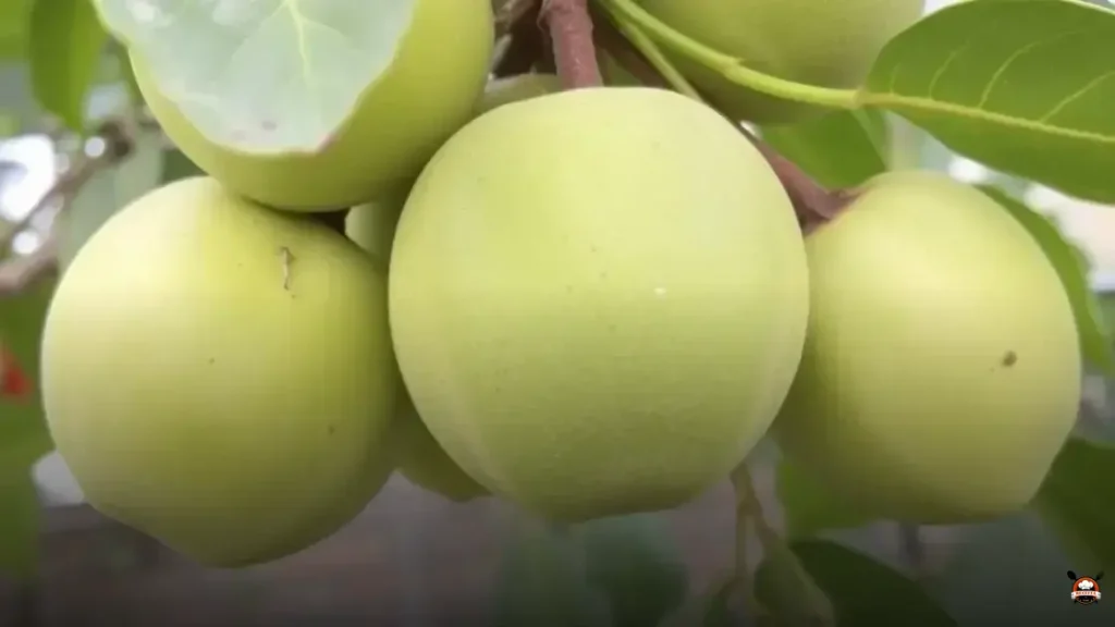 Which fruit has vitamin B12